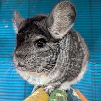 Thumbnail photo of Fuchsia #2