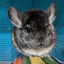 Thumbnail photo of Fuchsia #3