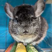 Thumbnail photo of Fuchsia #4