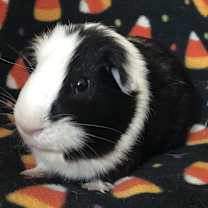 Thumbnail photo of Milk #1