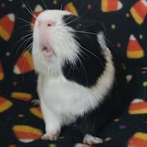 Thumbnail photo of Milk #2