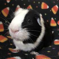 Thumbnail photo of Milk #3