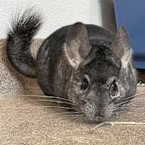 Thumbnail photo of Charley #1