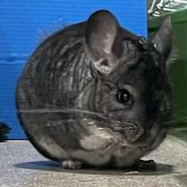 Thumbnail photo of Charley #2