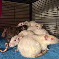 Thumbnail photo of Gold #2