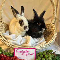 Thumbnail photo of Briar #3