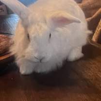 Thumbnail photo of Napoleon #2
