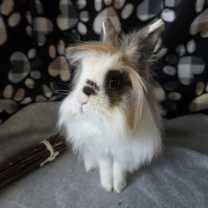 Thumbnail photo of Vale #3