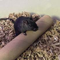 Thumbnail photo of Rodney ⭐️ #1