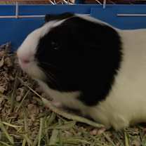 Thumbnail photo of Diode #2