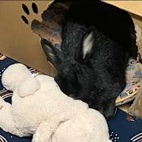 Thumbnail photo of Bear #2