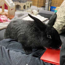 Thumbnail photo of Bear #3