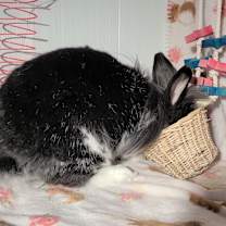 Thumbnail photo of Loki #2