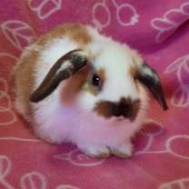 Thumbnail photo of Praline #1