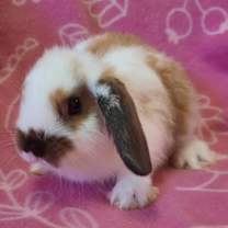 Thumbnail photo of Praline #2