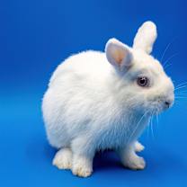 Thumbnail photo of Locket #3