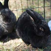 Thumbnail photo of Bam Bam #1