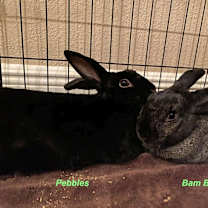Thumbnail photo of Bam Bam #2