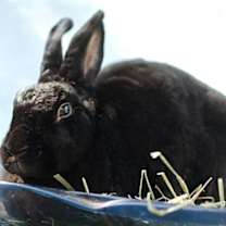 Thumbnail photo of Bam Bam #3