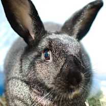 Thumbnail photo of Bam Bam #4