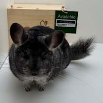 Thumbnail photo of Chinchi #1