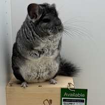 Thumbnail photo of Chinchi #2