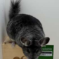 Thumbnail photo of Chinchi #4