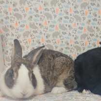 Thumbnail photo of Whim & Whimsy #1