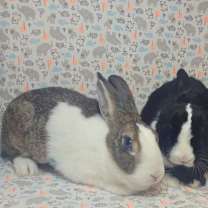 Thumbnail photo of Whim & Whimsy #2