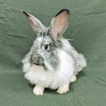 Thumbnail photo of Mouse #3