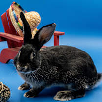 Thumbnail photo of Pepper #1