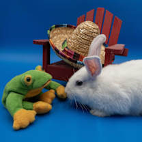 Thumbnail photo of Cloudberry #3