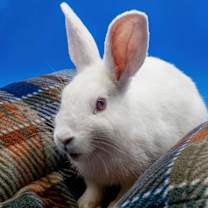 Thumbnail photo of Flip Flop #1