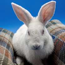 Thumbnail photo of Flip Flop #2