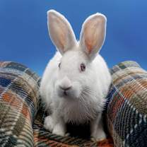 Thumbnail photo of Birkenstock #1