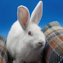 Thumbnail photo of Birkenstock #2