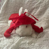 Thumbnail photo of Rizzo #2