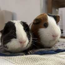 Thumbnail photo of Motaz & Baby Zay #2