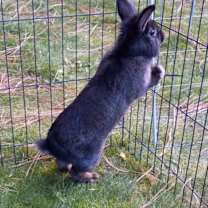 Thumbnail photo of Wicket #2