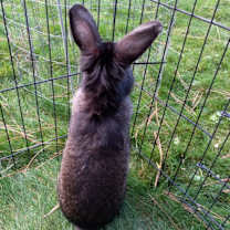 Thumbnail photo of Wicket #4