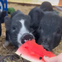 Thumbnail photo of Drusilla #1