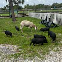 Thumbnail photo of Drusilla #2