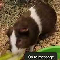 Thumbnail photo of Shaggy(GP11)-Bonded to Scooby #1