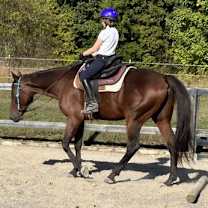 Thumbnail photo of Western Toro (Toro) #4