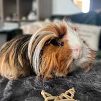 Thumbnail photo of Elvis #1