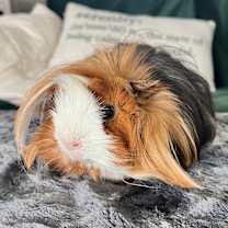 Thumbnail photo of Elvis #3