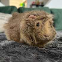 Thumbnail photo of Caramel #2