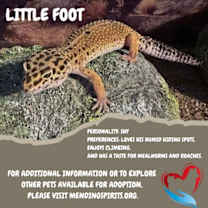 Thumbnail photo of Little Foot #1