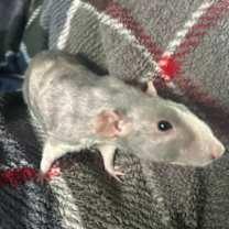 Thumbnail photo of Pinky #2