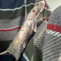 Thumbnail photo of Pinky #1